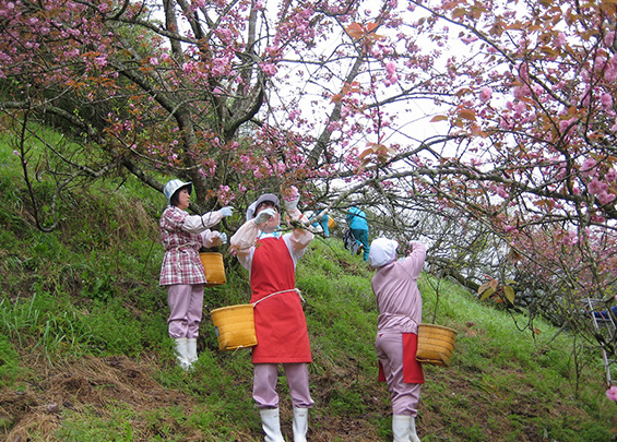 八重桜