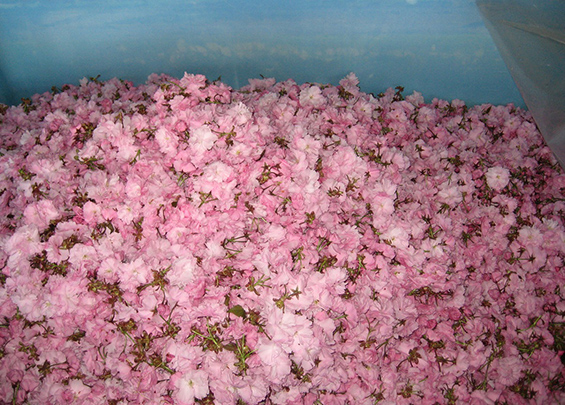 八重桜